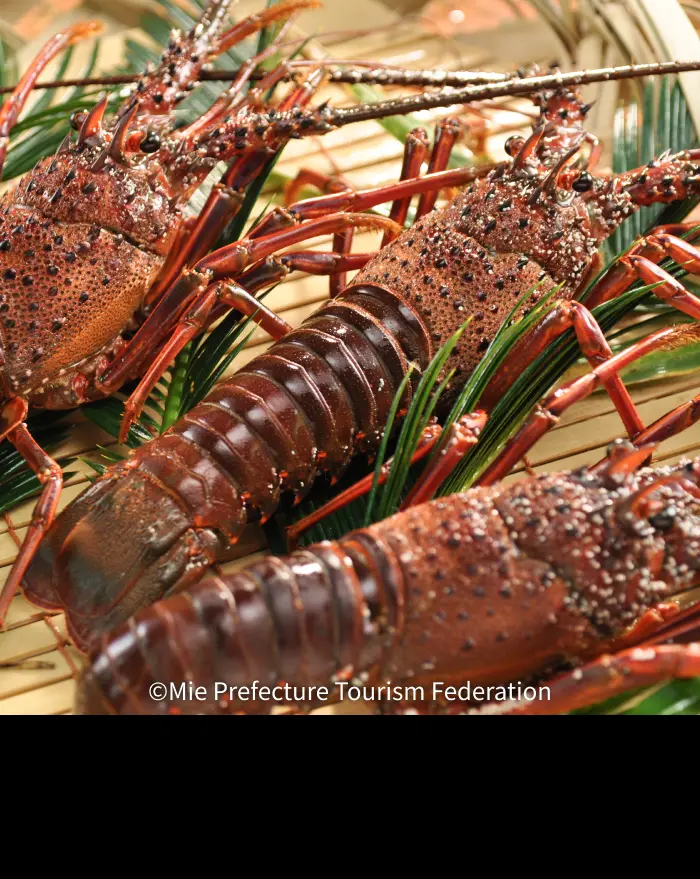 Japanese spiny lobster