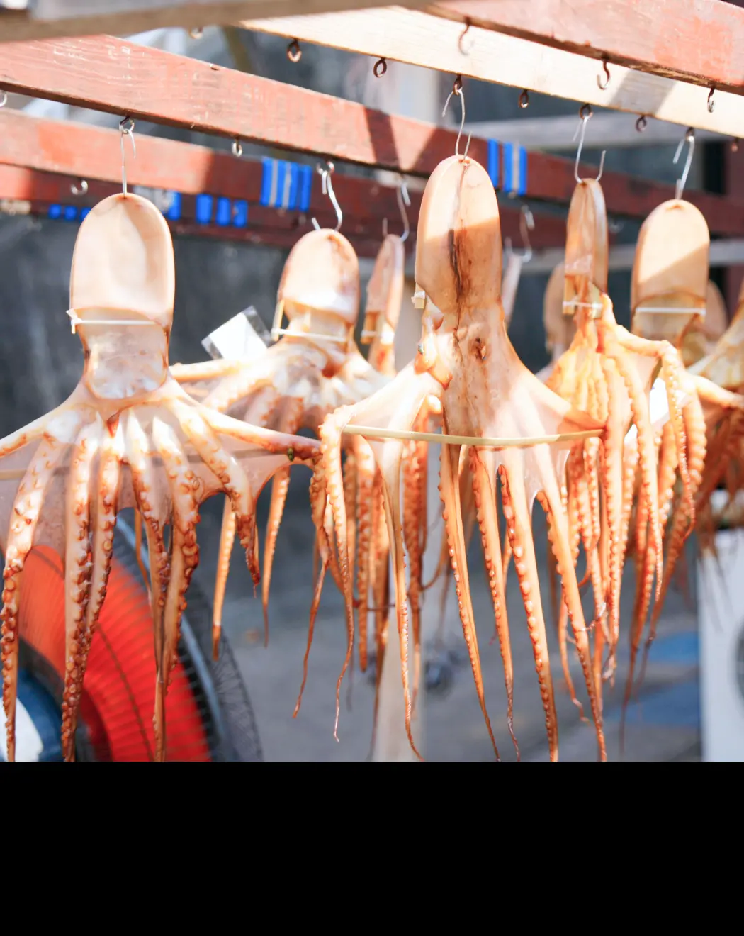 Octopus from Himakajima Island