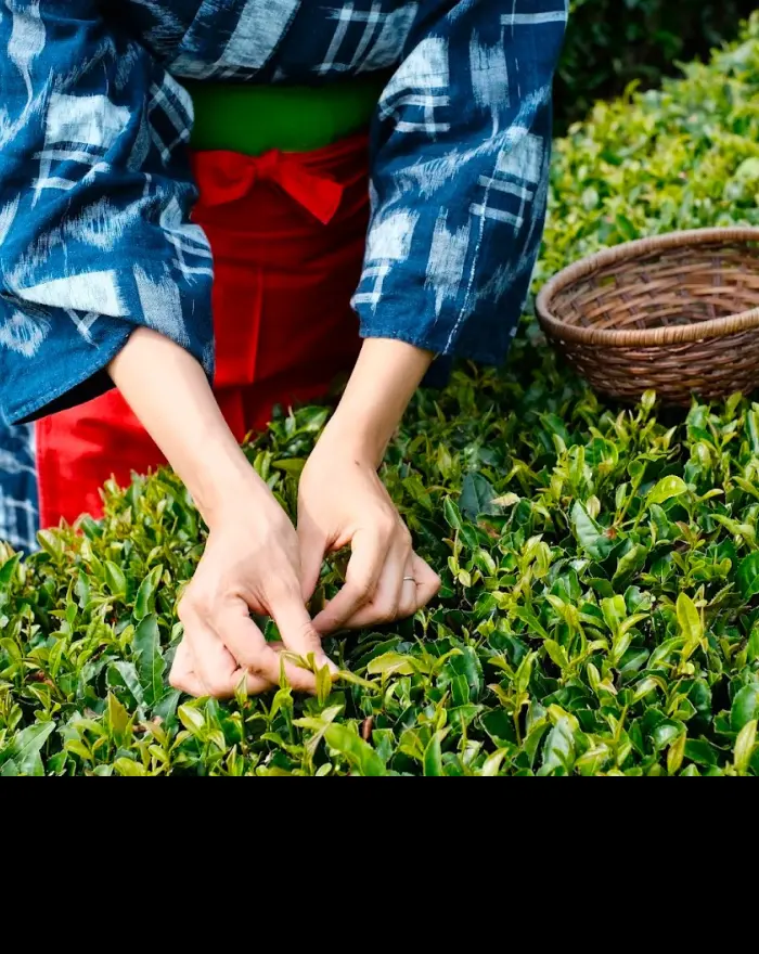 Tea Picking
