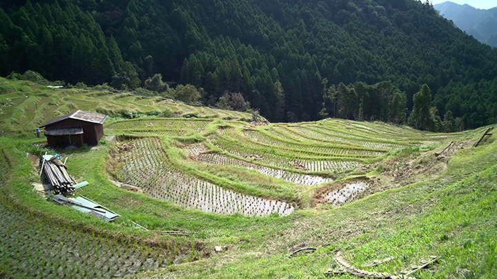 Maruyama Terraced Rice Fields